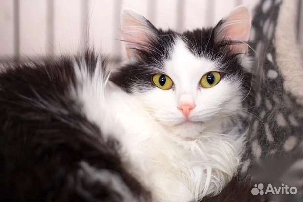 Кошка в дар