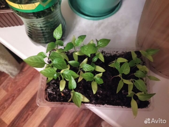 Рассада помидор и перцев