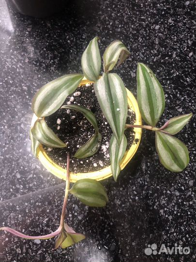 Традисканции обмен