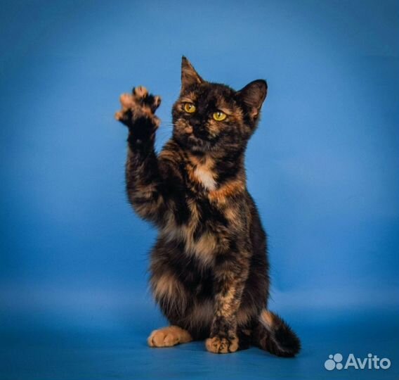 Котенок Поночка