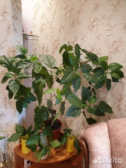 Комнатные растения