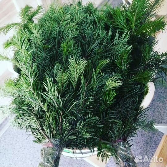 Веники пихтовые от производителя