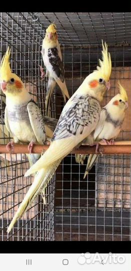 Попугай корелла с первых рук