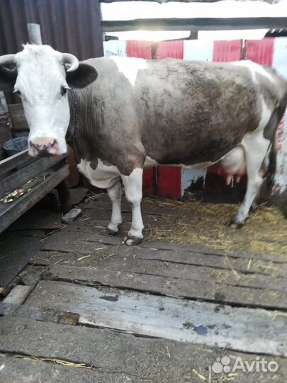 Продается дойная корова