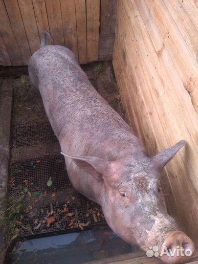 Хряк на племя Петрен