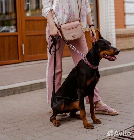 Доберман для фотосессии