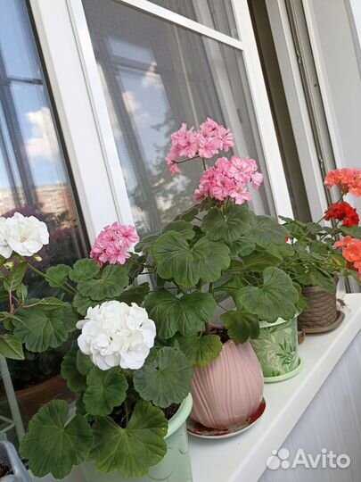 Пеларгония герань розовая