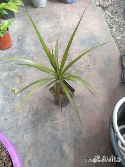 Пальма драцена