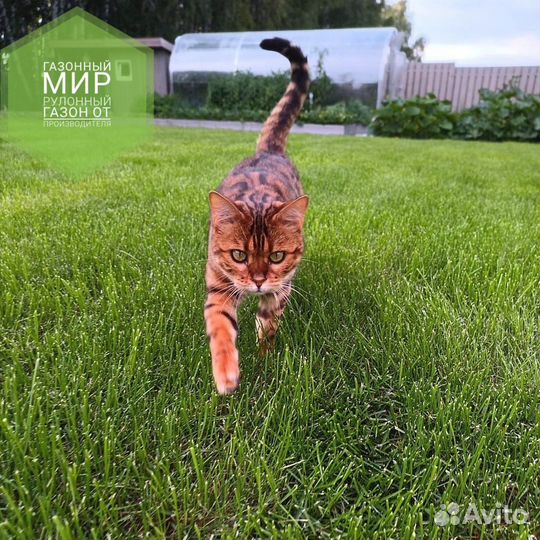 Рулонный газон