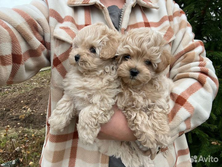 Мальтипу f1 девочка