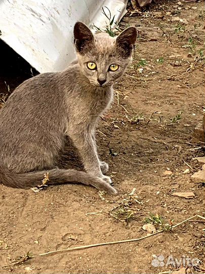 Котомалышня в добрые руки