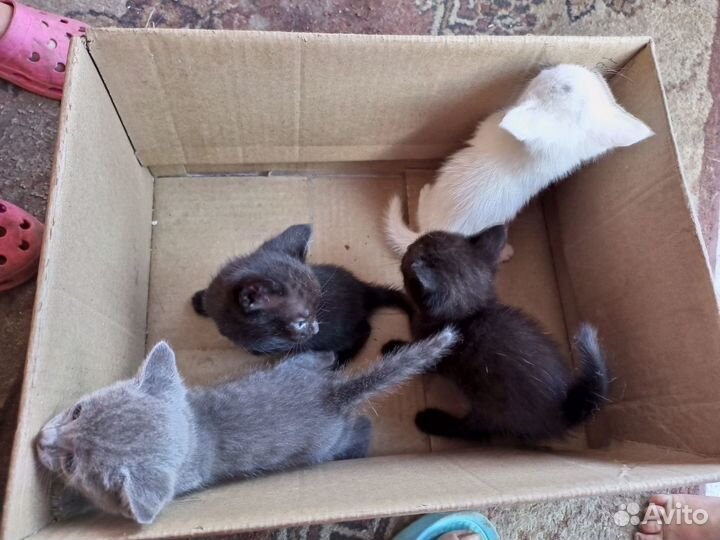 Отдам котята в хорошие руки;)