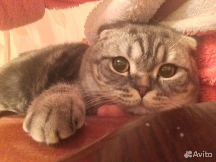 Кот на вязку