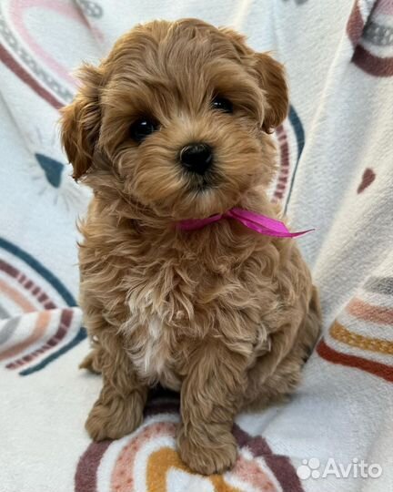 Мальтипу f1 мини baby face. Топовые щенки