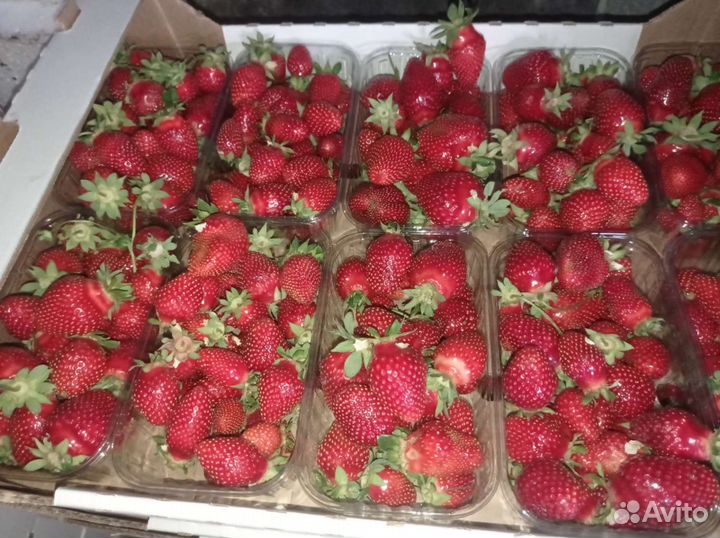 Кассетная рассада клубники на август по России