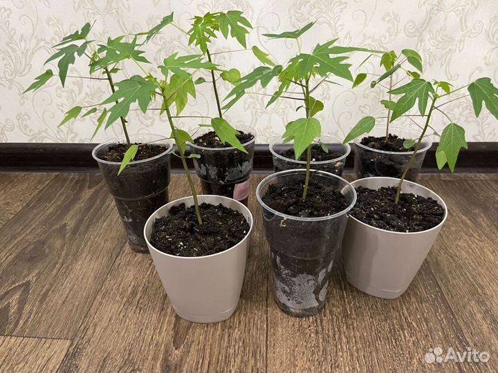 Папайя плодоносящая, экзотическое растение