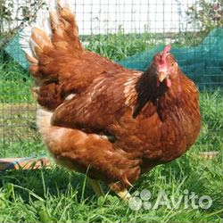 Куры Несушки Молодняк