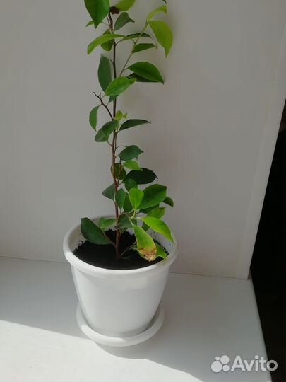 Комнатные растения