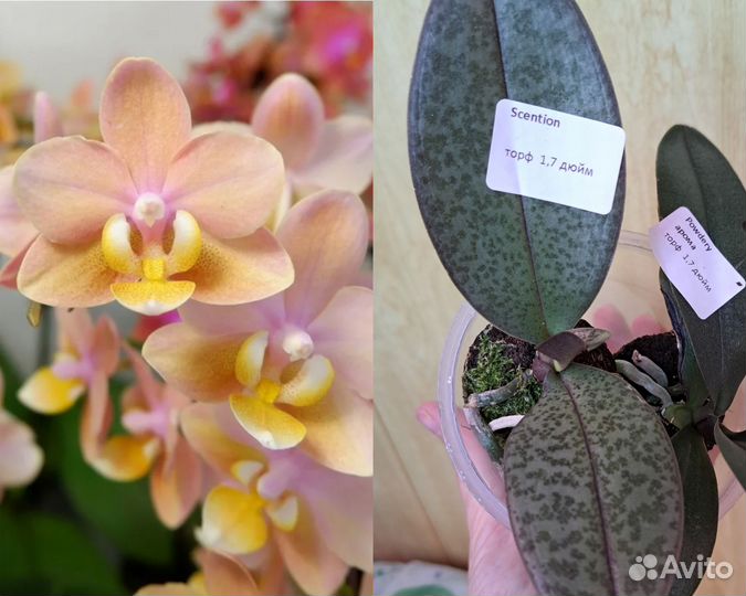 Парфюмерная фабрика и другие сорта