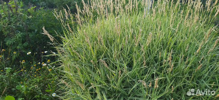 Фалярис/Канареечник тростниковидный