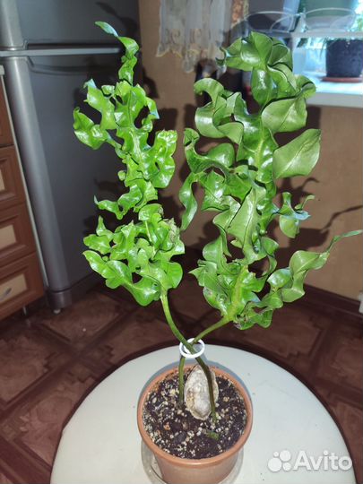 Папоротник