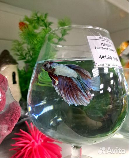 Аквариумные рыбки