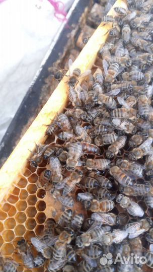 Пчелиное маточное молочко (с доставкой)