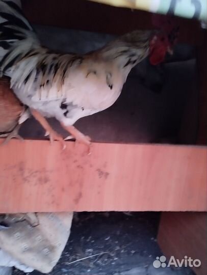 Куры карликовые