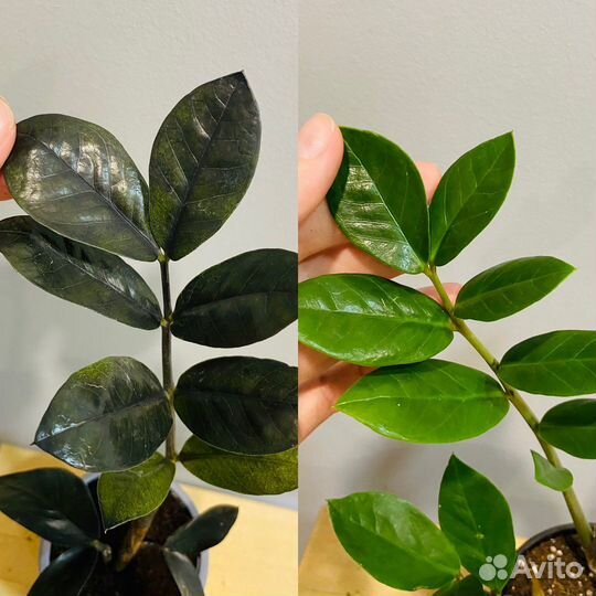 Замиокулькас черный Black Raven и Zamiifolia