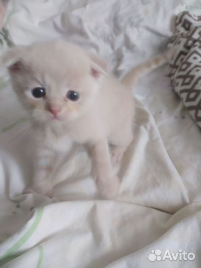 Шотландская