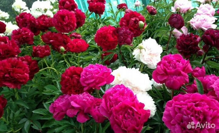 Корни саженцы Пионов Санта Бернар