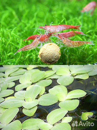 Аквариумные креветки, пистия, яванский мох