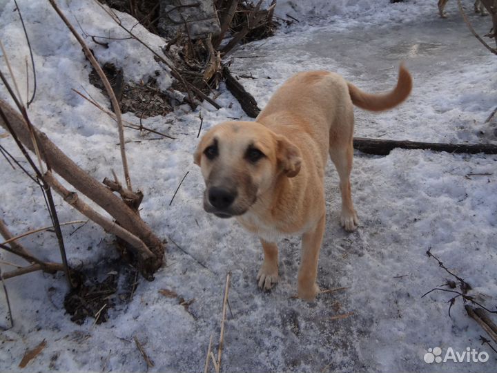 Даша и Лада