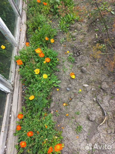 Мак многолетний