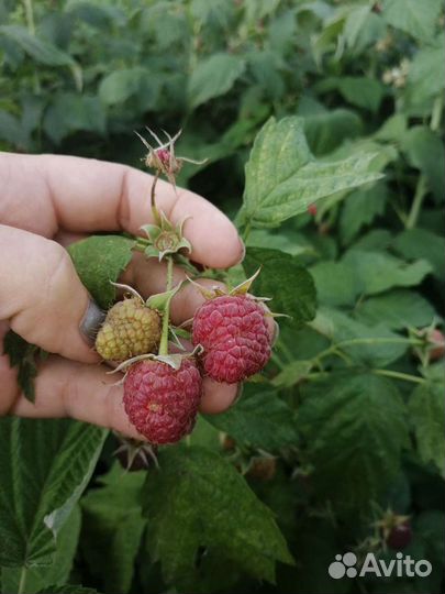 Ремонтантная малина