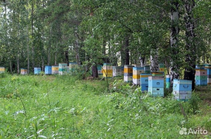 Мёд Алтайский опт