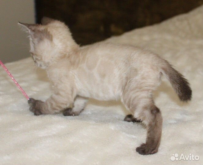 Снежный мальчик