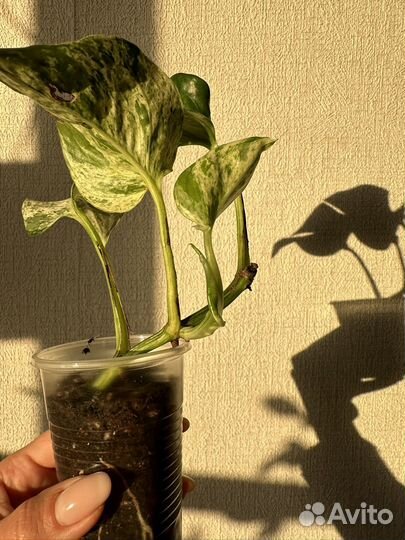 Сциндапсус марбл квин