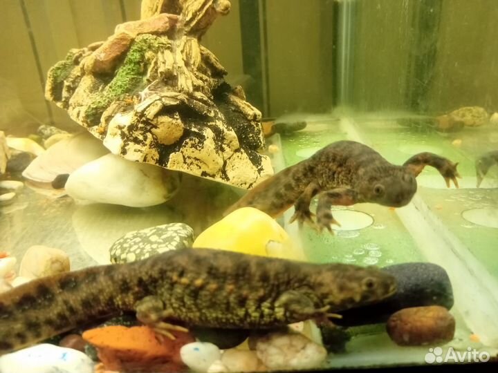 Аквариум с рыбками