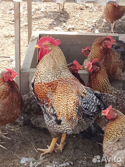 Цыплята суточные билефельдеры