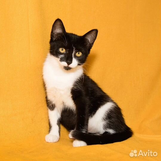 Котенок в добрые руки