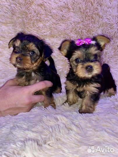 Йоркширский терьер