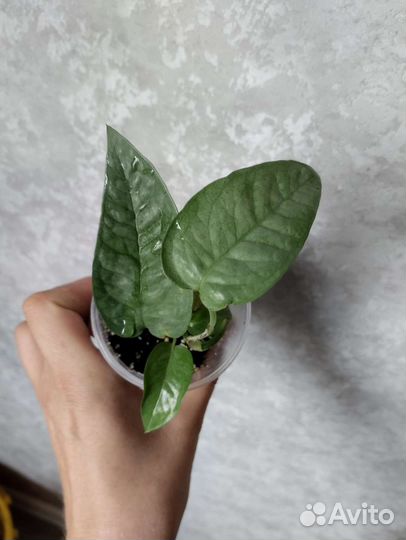 Комнатные растения