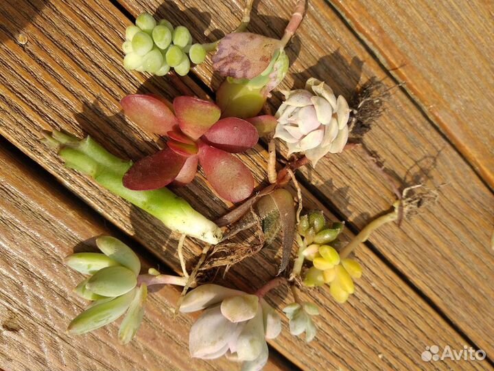 Суккуленты для минисадиков