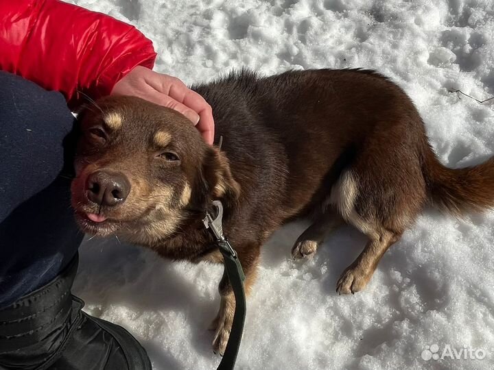 Отдам небольшую коротколапую собаку