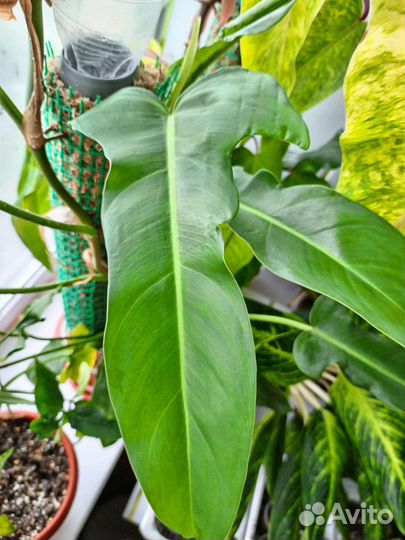 Филодендрон Минарум