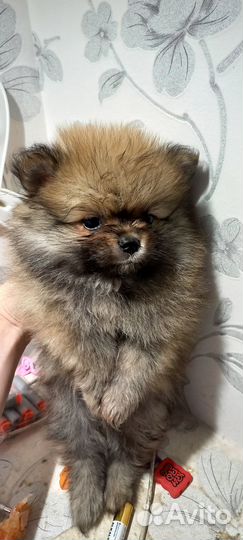 Щенки шпица