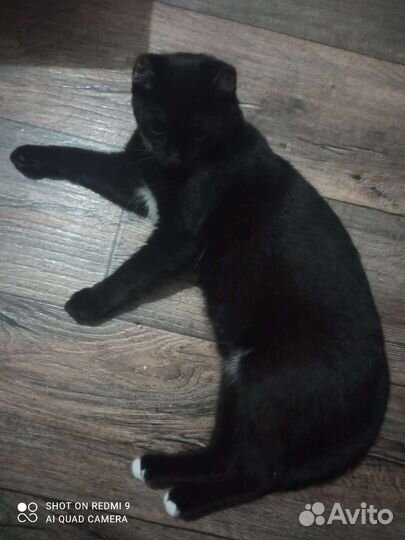 Котики бесплатно в добрые руки