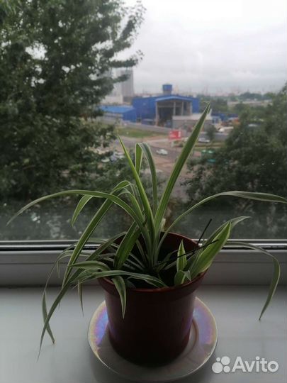 Хлорофитум