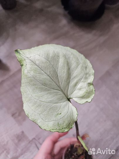 Сингониумы